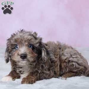Dallas, Mini Aussiedoodle Puppy